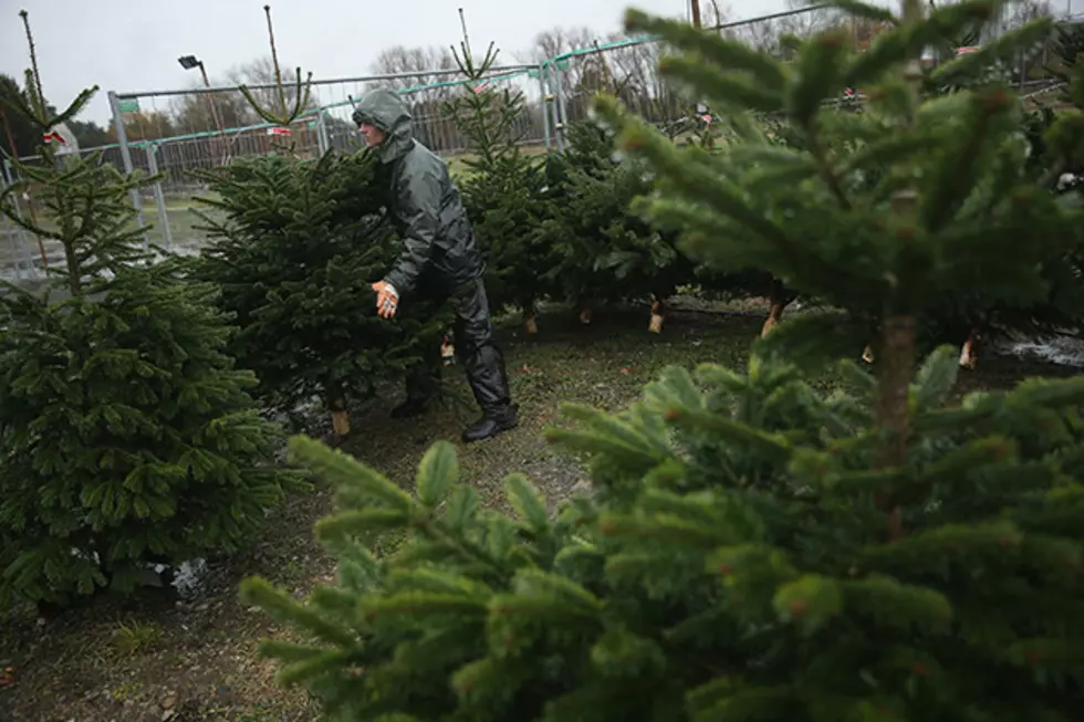 No Christmas Tree for Downtown Aberdeen This Year
