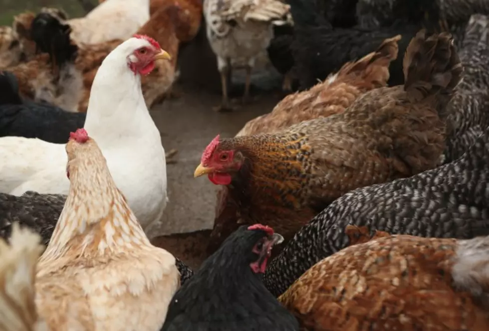 1.5 Million Pounds of Chicken Poo in Parker Per Day? What Happens to It?