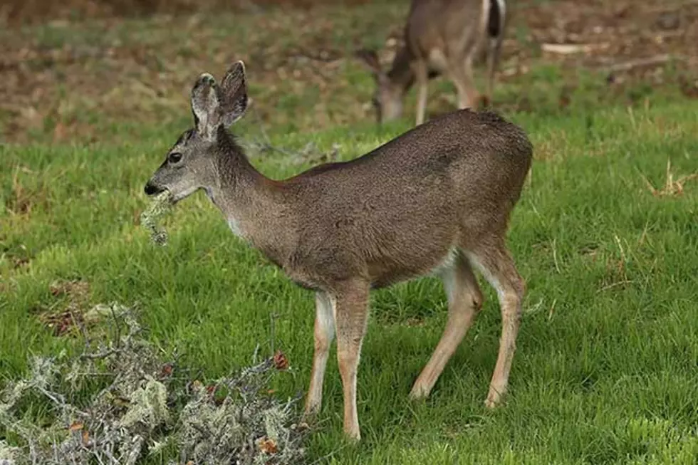 South Dakota Officials Investigating Deer Poaching