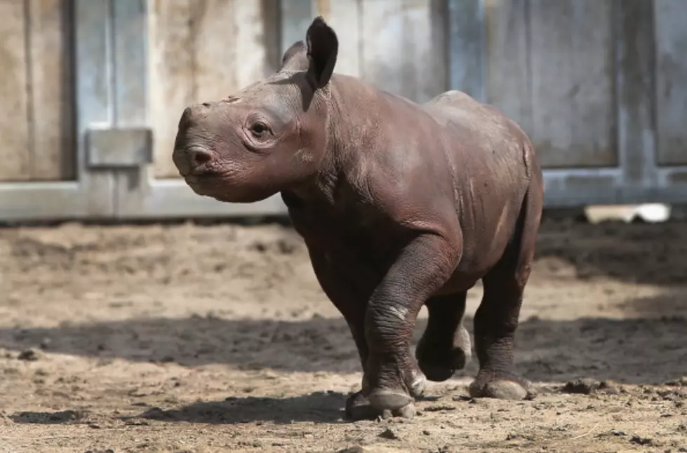 Great Plains Zoo Staff Sitting On Pins And Needles Waiting For New Baby Rhino To Arrive