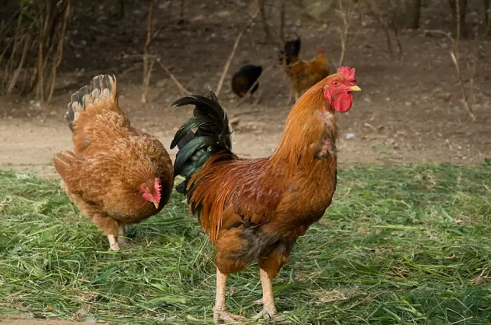 Opponent of Parker Egg Farm Alleges Open Meetings Violation