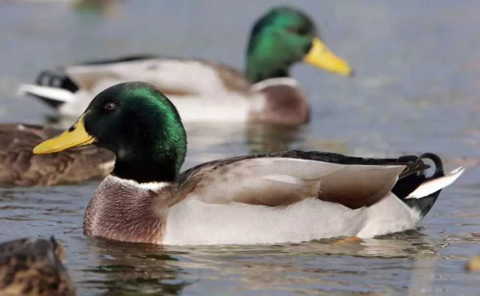 Game, Fish and Parks: Continent&#8217;s Duck Population Soaring