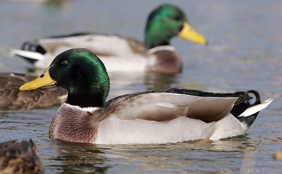 2 Pet Ducks Are Causing a Dilemma in Dell Rapids