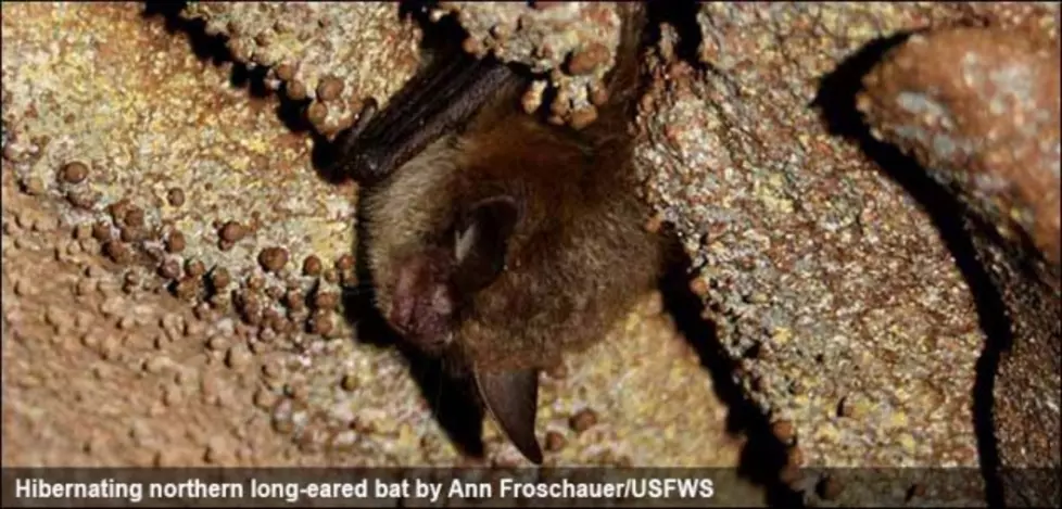 South Dakota Delegation Says Bat Listing Is Misguided