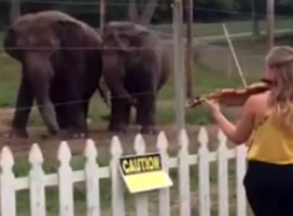 She Played Her Violin For Two Elephants, But Never Expected This