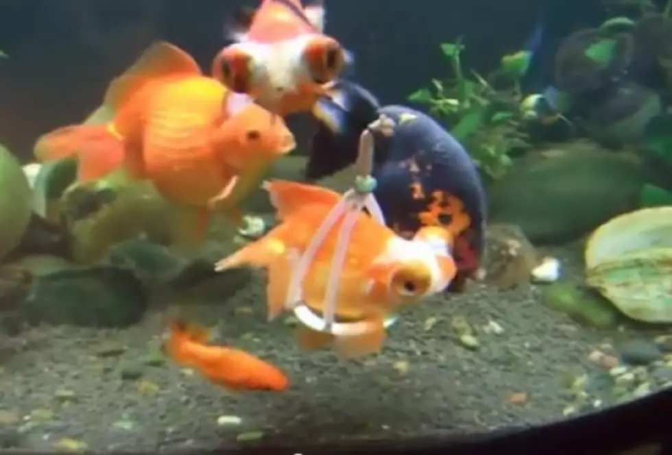 Man Designs a Wheelchair for His Pet Goldfish