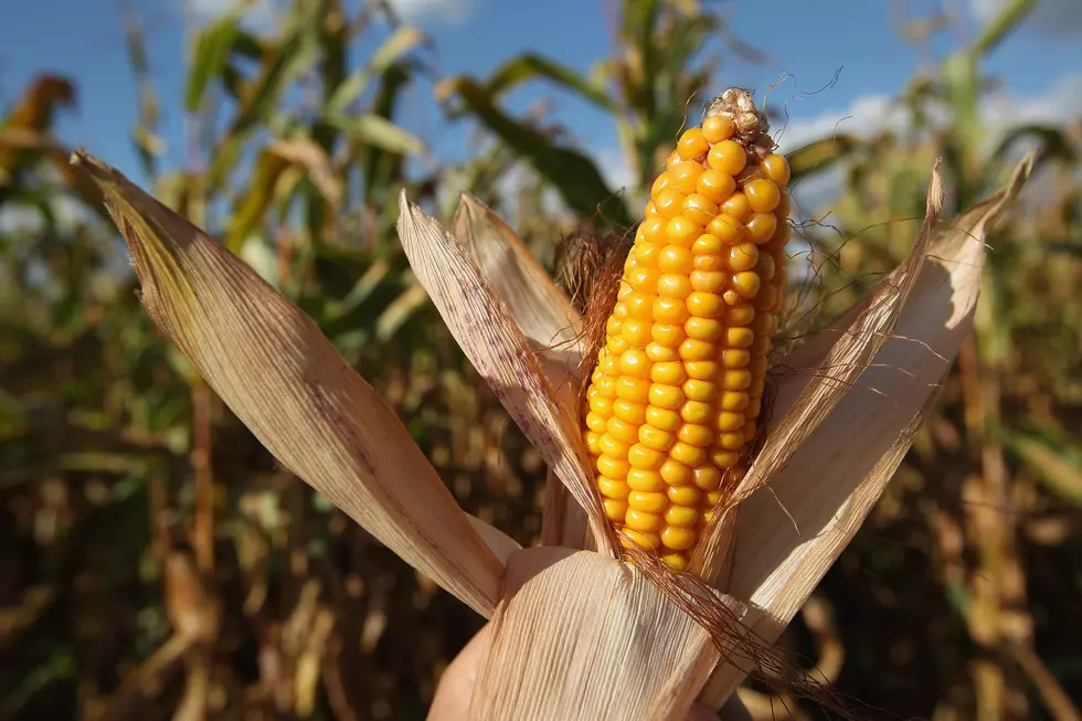 Stocks of Corn and Soybeans, Other Crops up in South Dakota