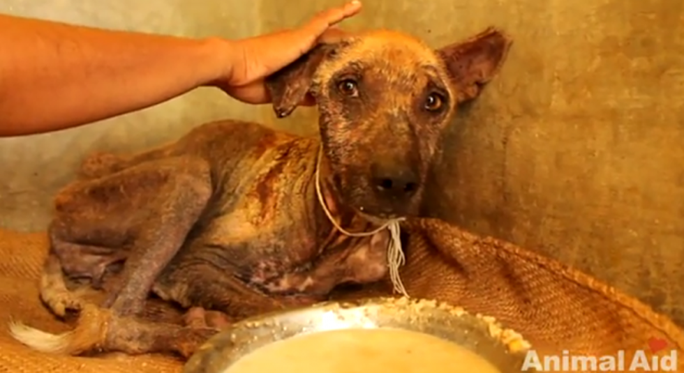 Watch as Stray Dog Goes through an Amazing Transformation