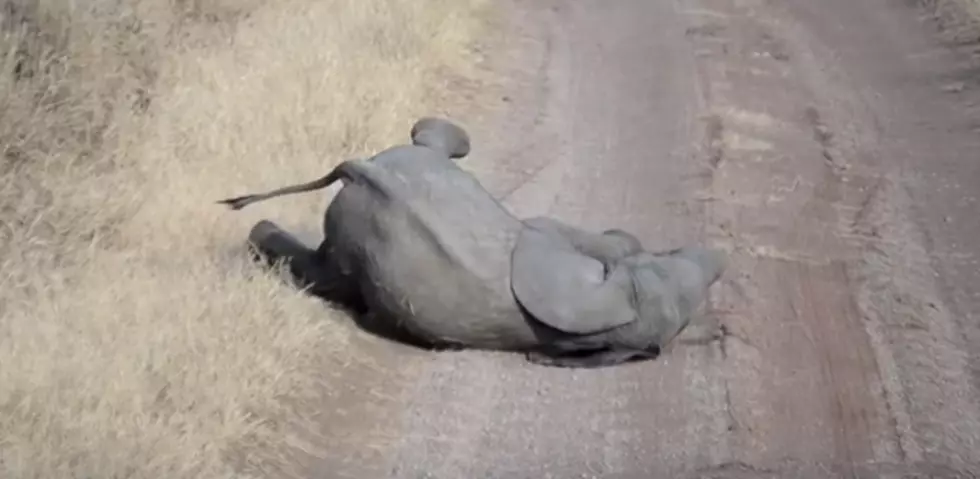 Baby Elephant Decides to Throw a Temper Tantrum