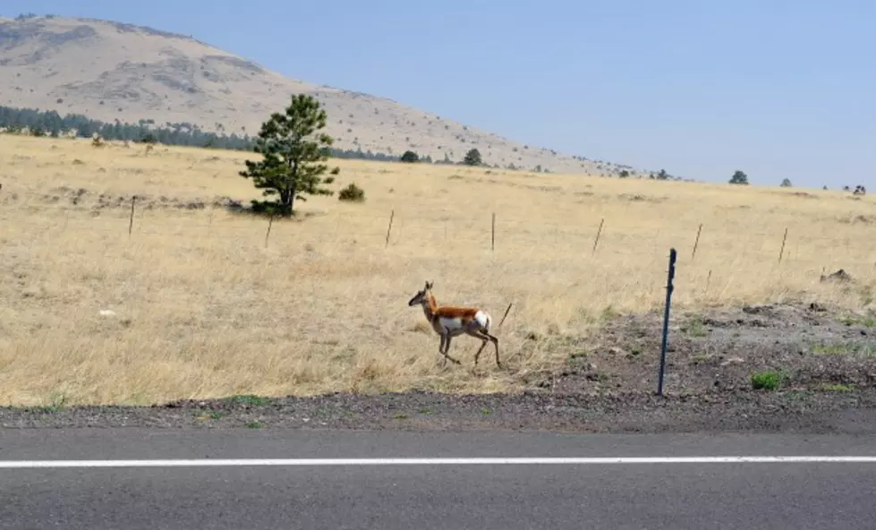 More Antelope Licenses to Be Issued in South Dakota for 2015
