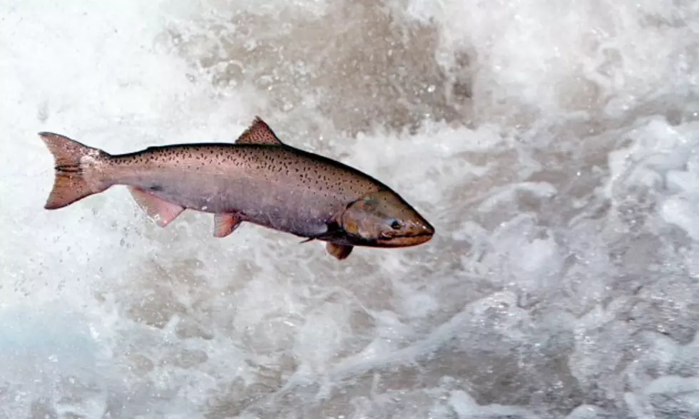 Reports of Whopper Salmon Drawing Anglers to Lake Oahe