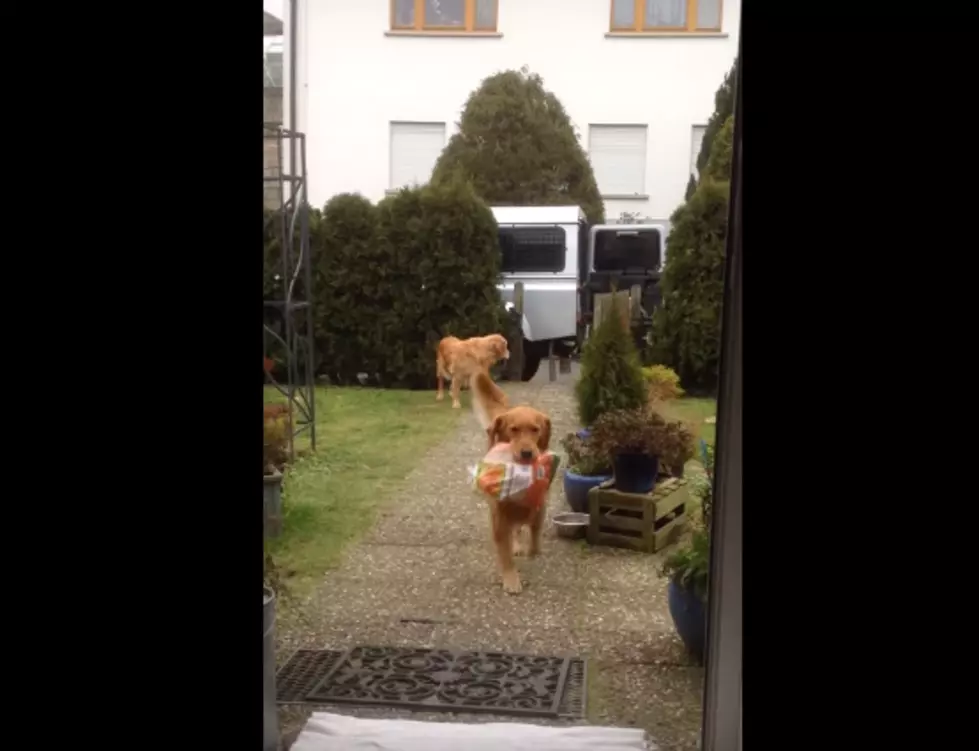 Finding Good Help Is No Big Deal for This Dog Owner [VIDEO]