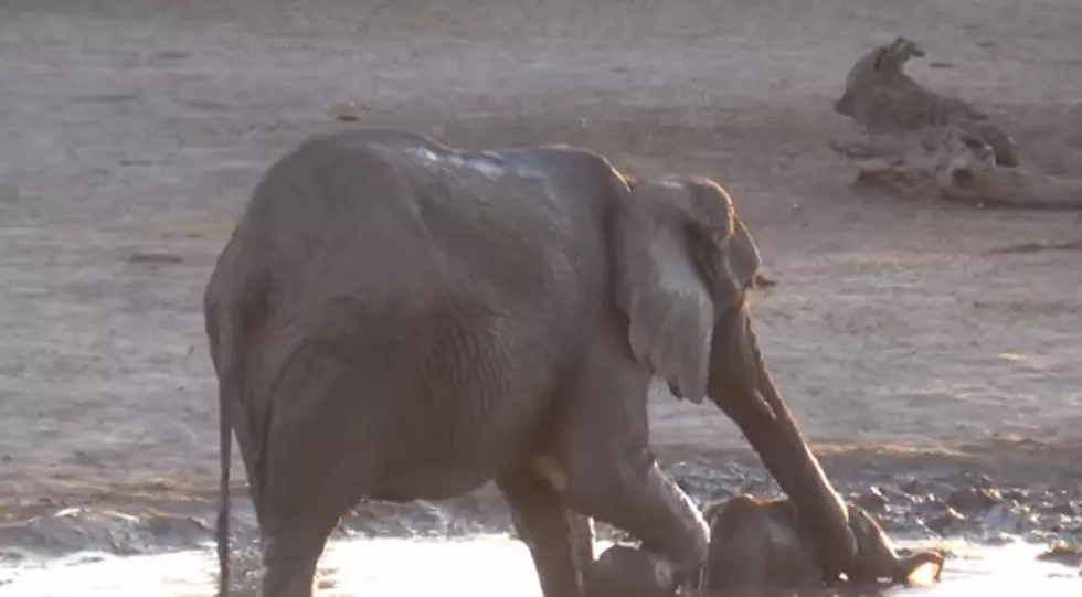 This Baby Elephant Refuses to Accept That Bath Time Is Over