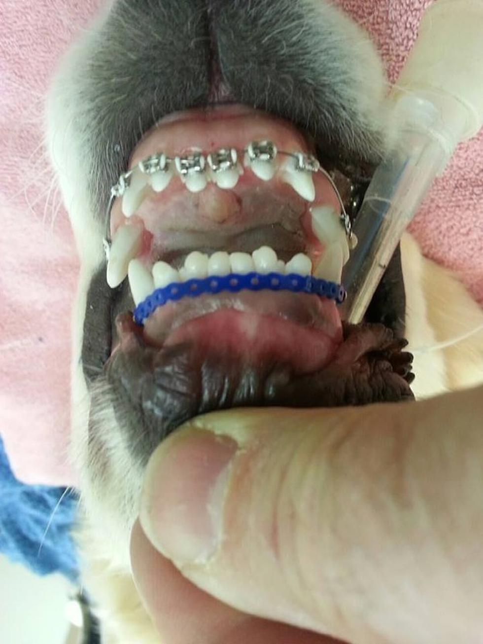 I Love My Dog and All, but Come on – Braces?