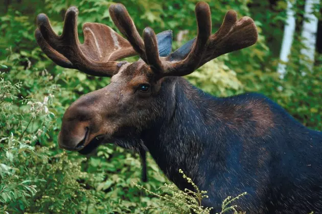 Moose Killed by Vehicle in Brown County; Meat Donated