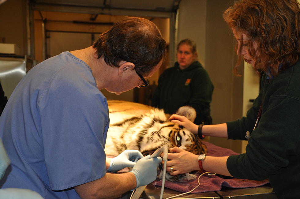 Great Plains Zoo Tiger gets Root Canal [VIDEO]