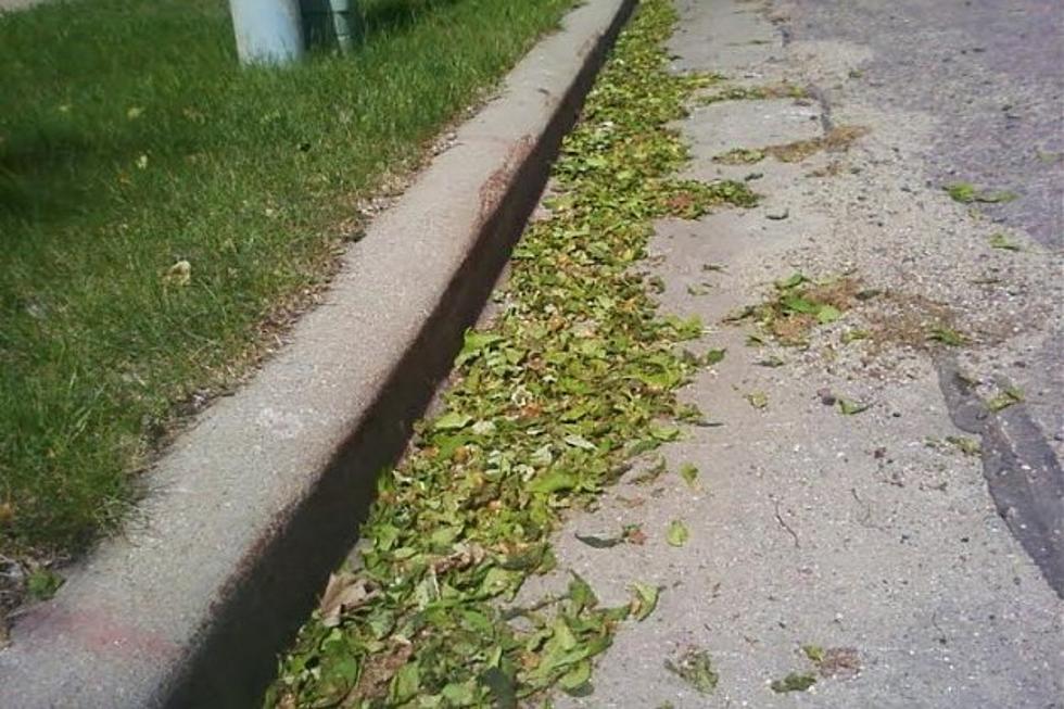 Sioux Falls Trees Should Recover from Spring Leaf Drop