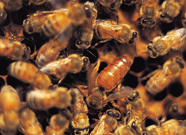 2.5M Dead Bees Touring Country to Underscore Bee Declines