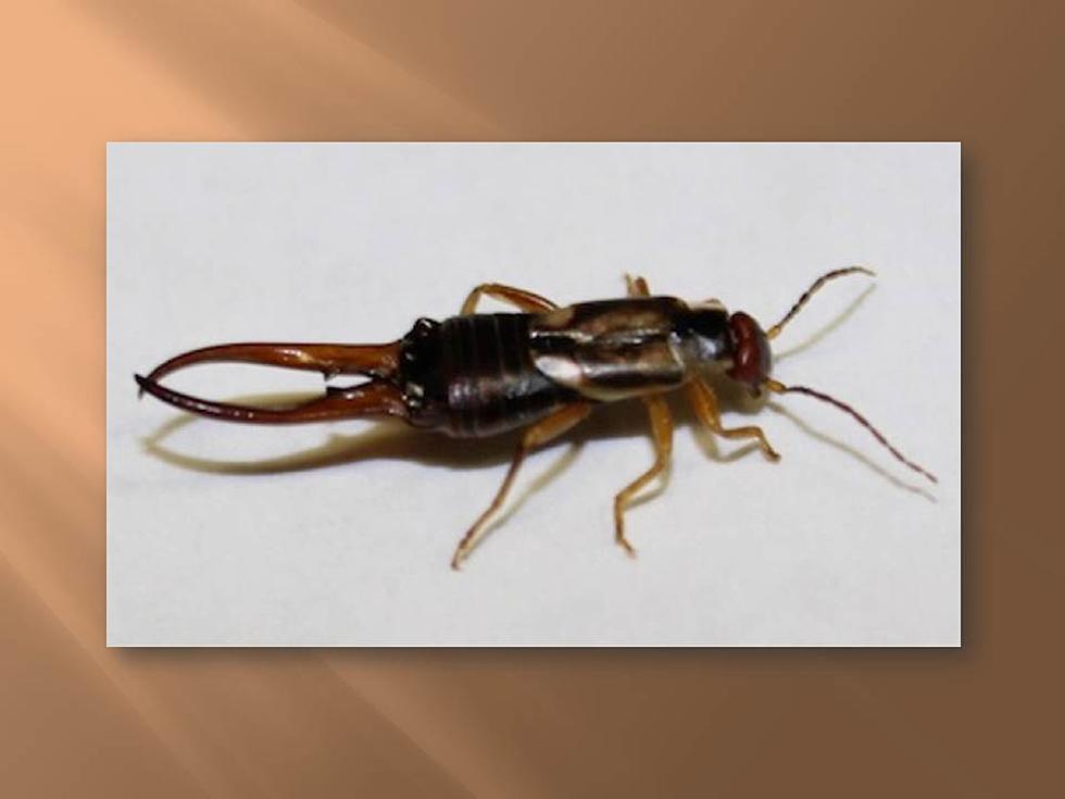 Are Earwigs Bugging You Too?
