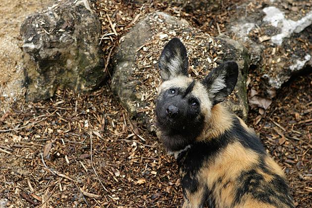 Endangered African Wild Dogs on Display at Great Plains Zoo