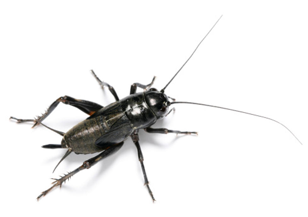 Crickets – the New White Meat