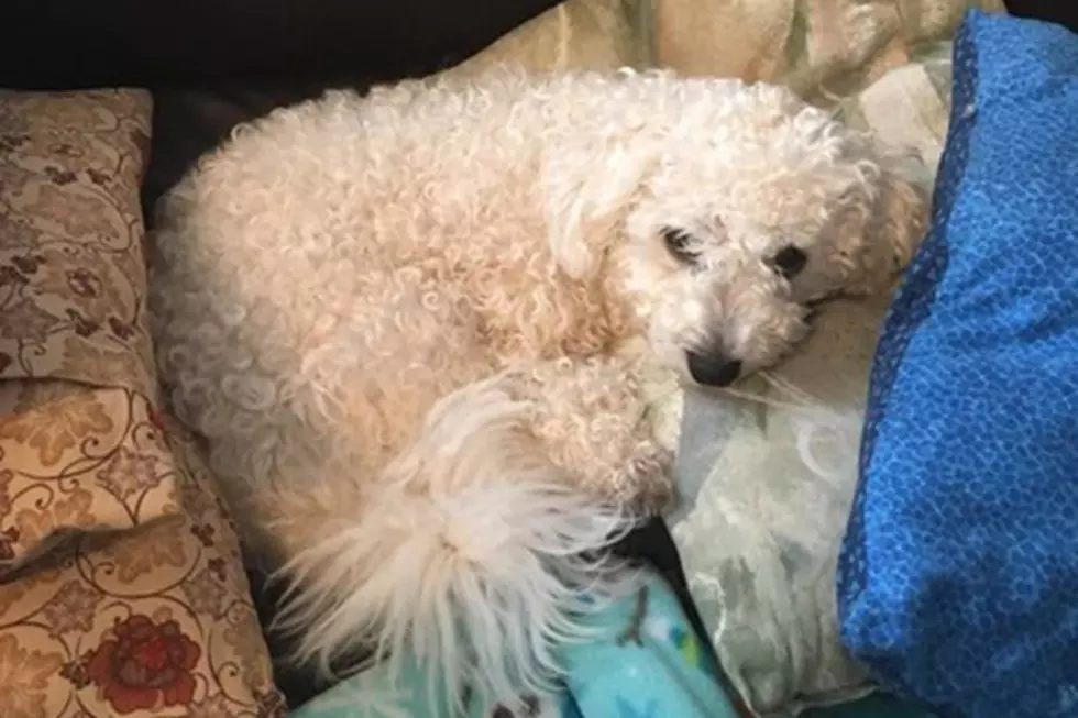 Sioux Falls Family Searching for Missing Dog