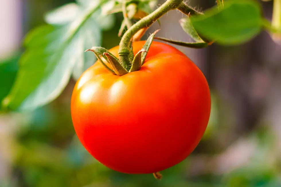 Plant a Tomato, Harvest a Smile