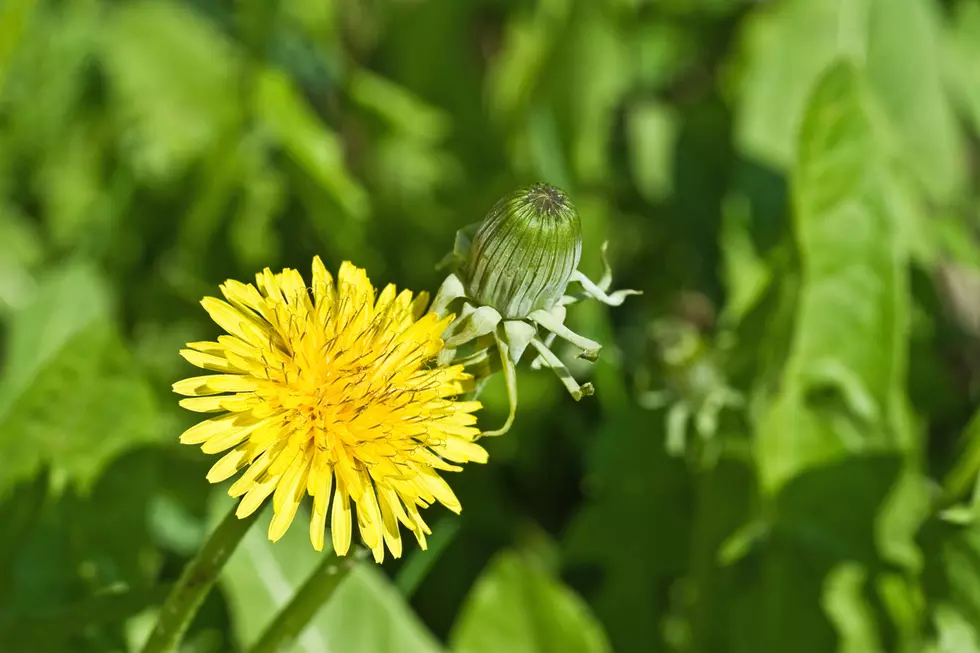 Sioux Falls Residents Need to Diminish Dandelions
