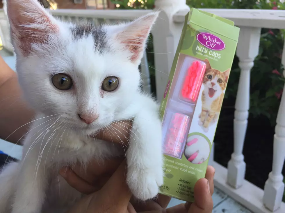 Fashionable and Painless Alternative to Declawing Your Cat