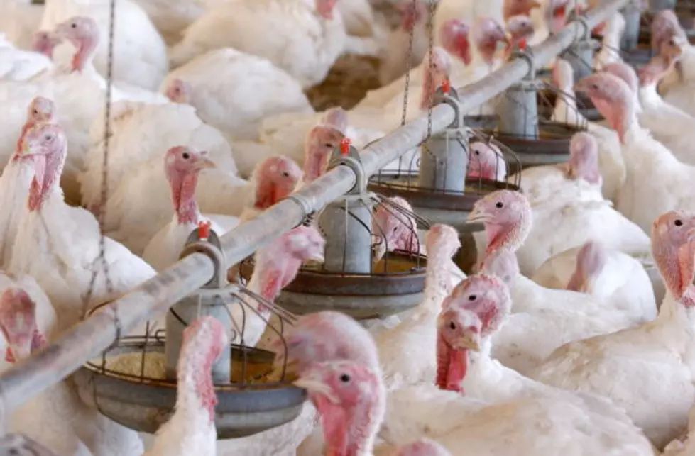 Over 100 Jobs Will Be Created at New Turkey Farm Near Beresford