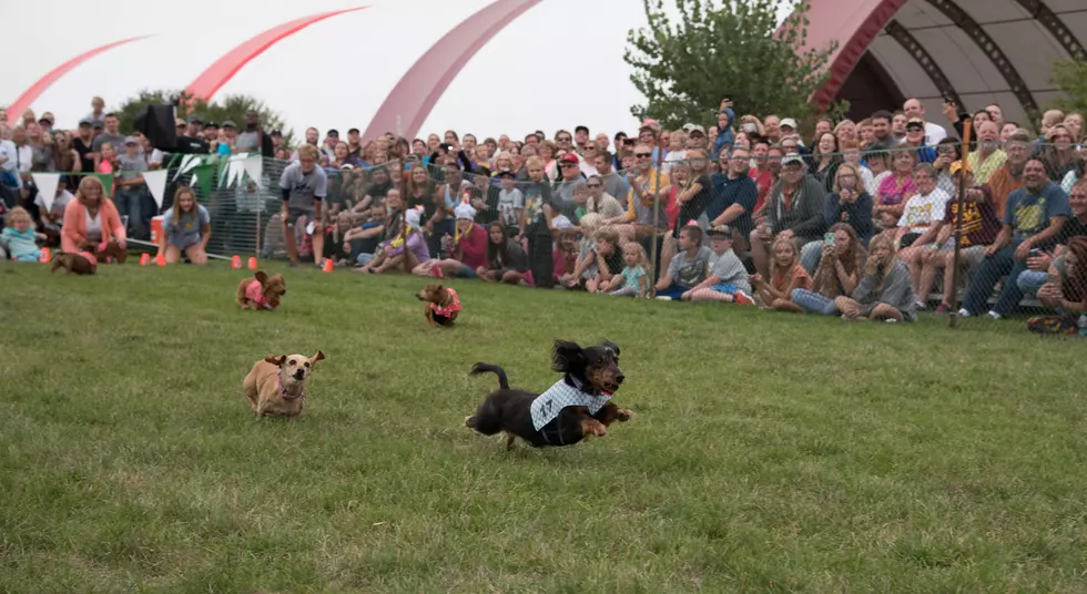 Adorable Weiner Dog Races at Sioux Falls Germanfest Will Melt Your Heart