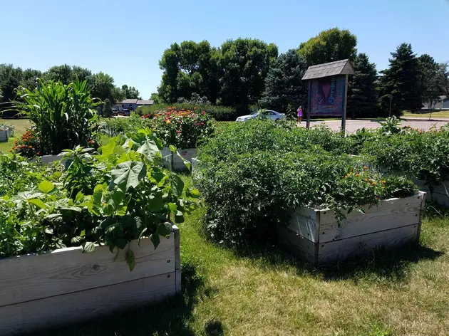 Teaching Gardens Gives Students Learning Advantage