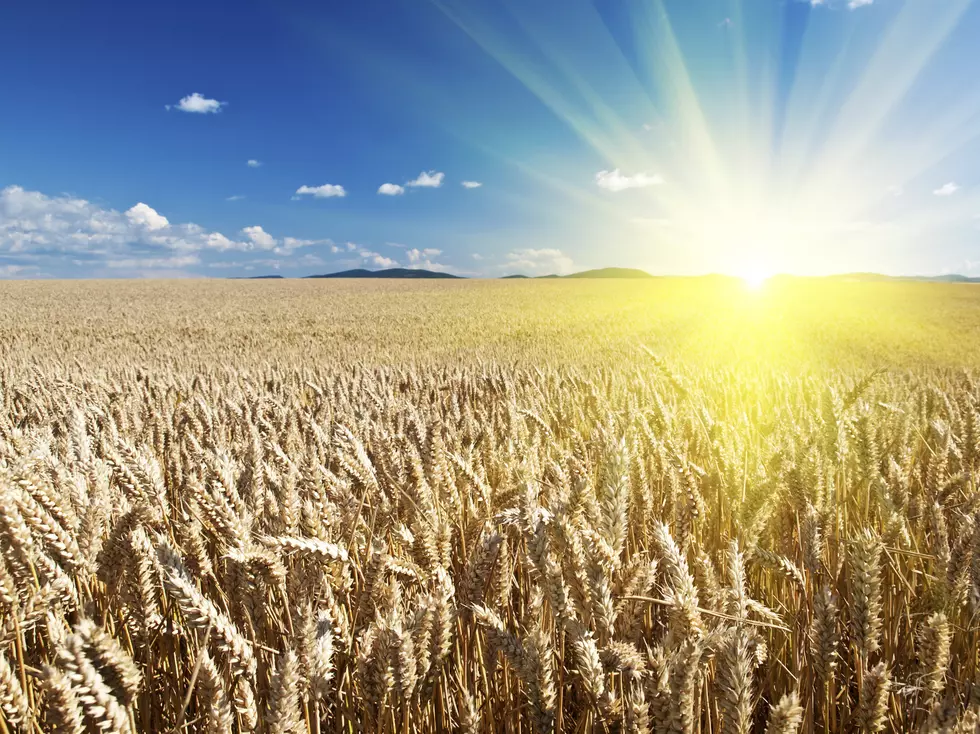 South Dakota Winter Wheat Crop Still in Decent Shape