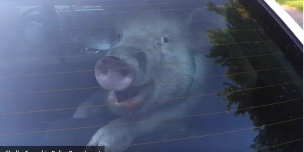Ever Hear the Story of the Pig in the Patrol Car?
