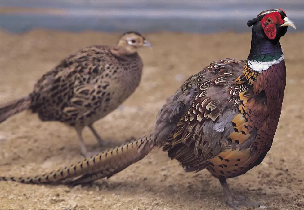 Pheasant Numbers Looking Good for This Year’s Hunting Season