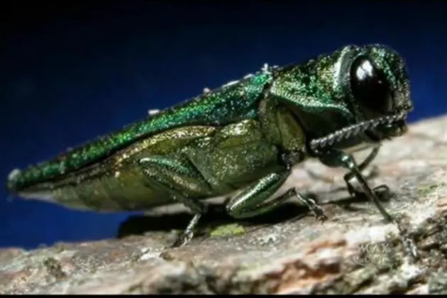 Ash Trees with Blue 9 Will Be Removed, Emerald Ash Borer