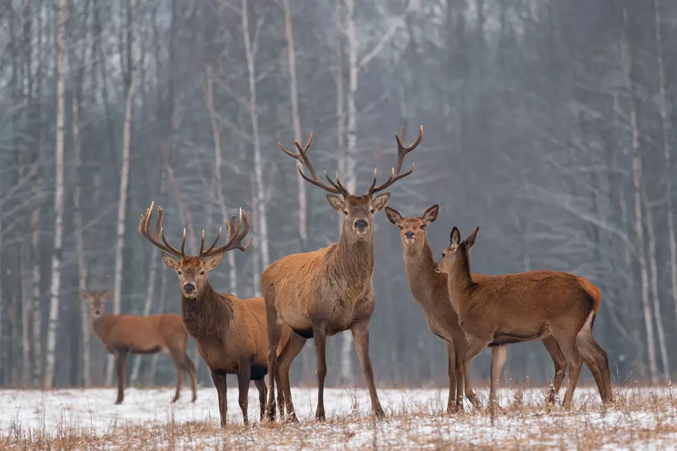 Dozens of Urban Deer to Be Removed in Sioux Falls