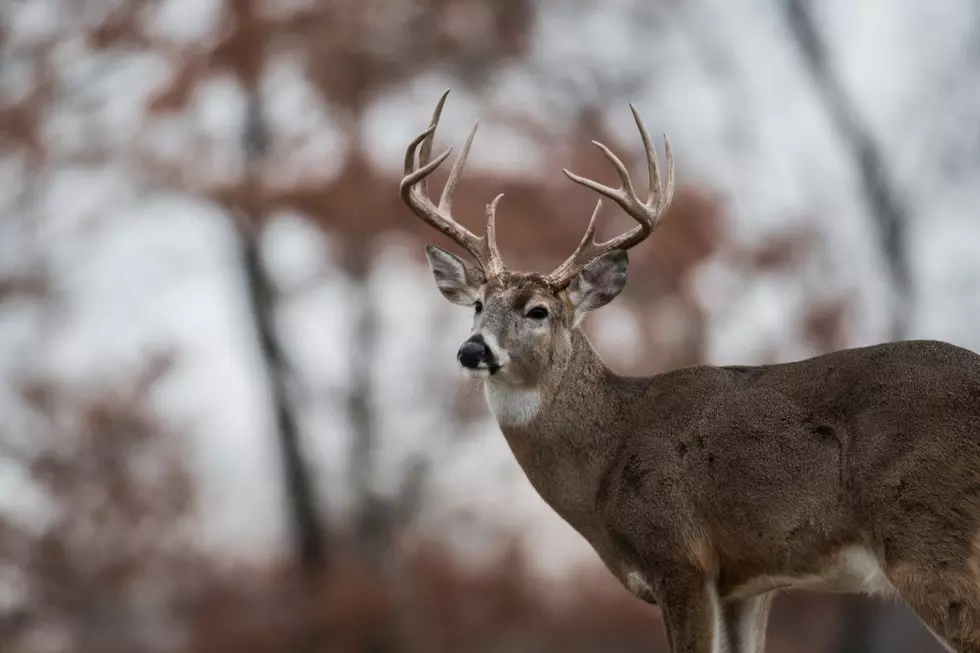 South Dakota Among Top States to Hit a Deer with Your Car