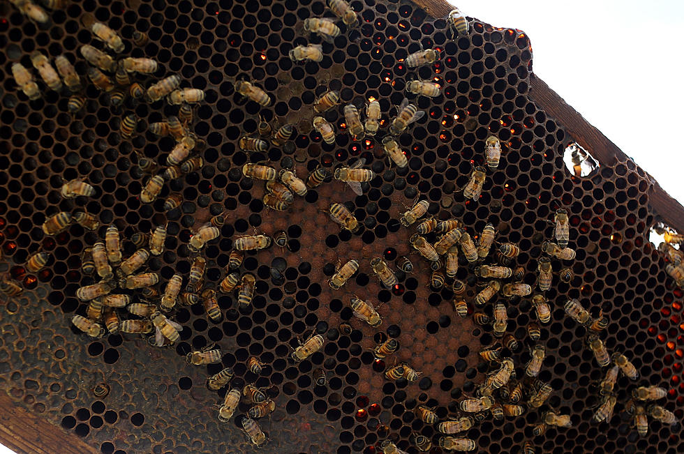 Council to Draft New Proposal for Beekeeping in City Limits