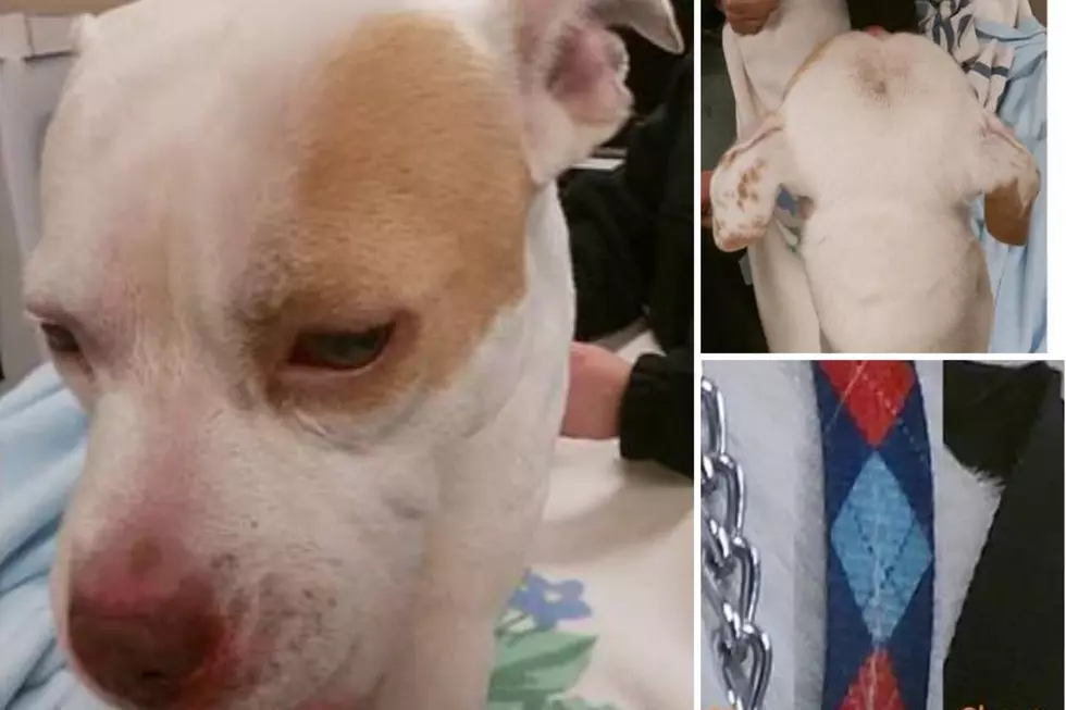 Sheriff Looking for Owners of Dog Found with Zip Ties Around Its Neck