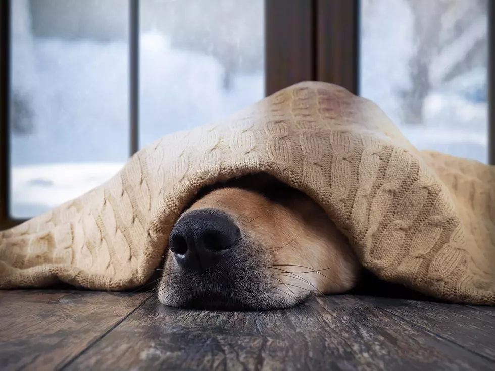 What Does Your Dog Dream About? Psychologist Says Could Be You