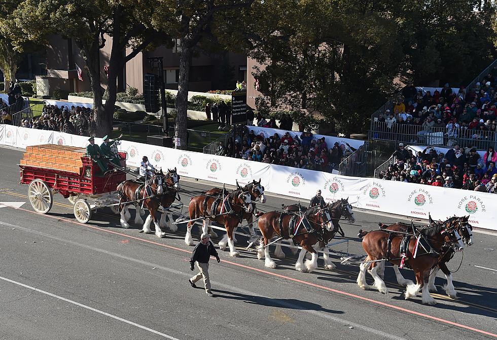 Don’t Miss the World Famous Budweiser Clydesdales