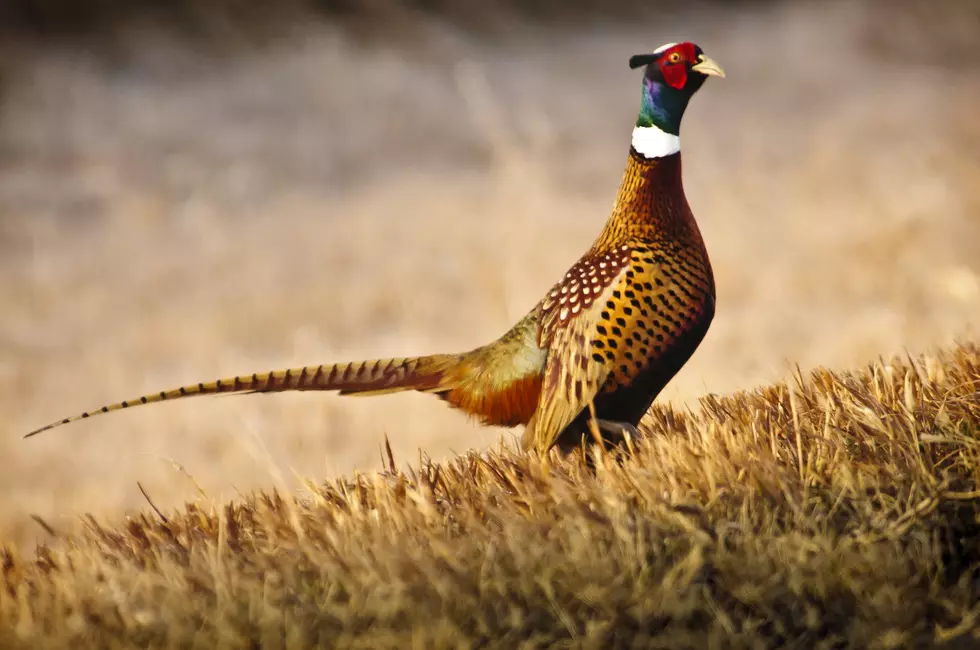 South Dakota Pheasant Season Begins