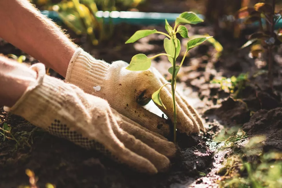 Dirt and Mental Health