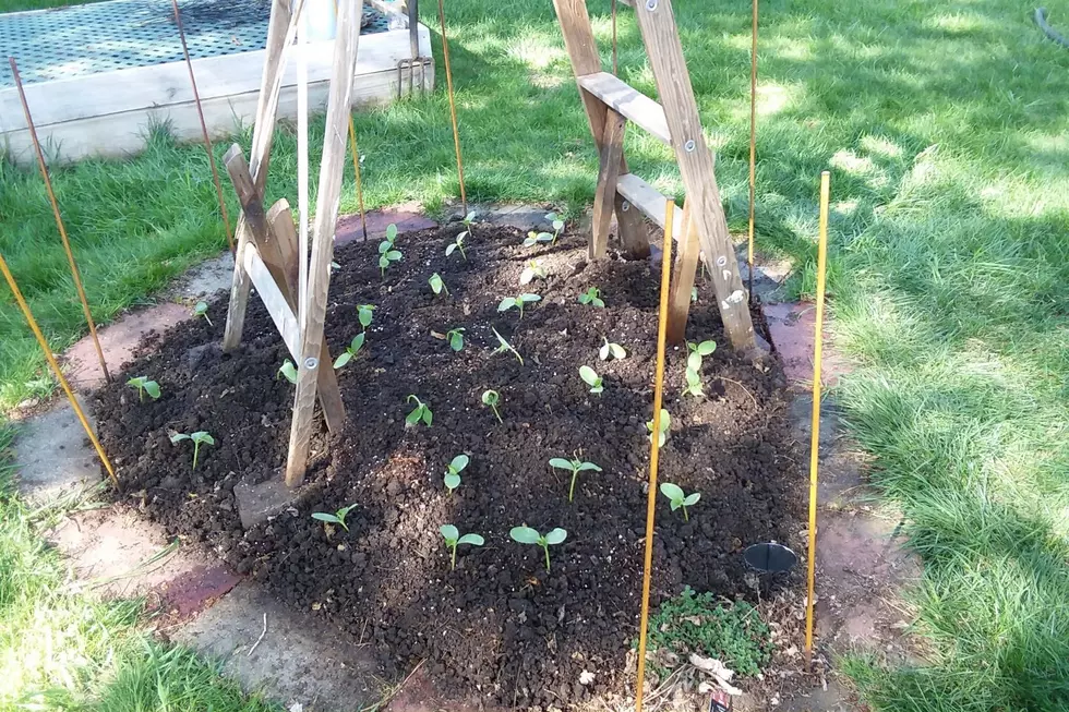 Cucumber Castle, Yes You Can Grow Your Own