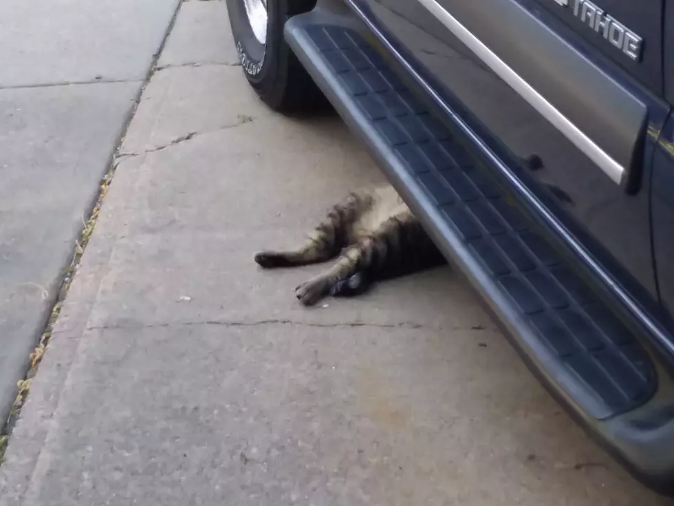 Cat Mechanic, Just Being a Cat