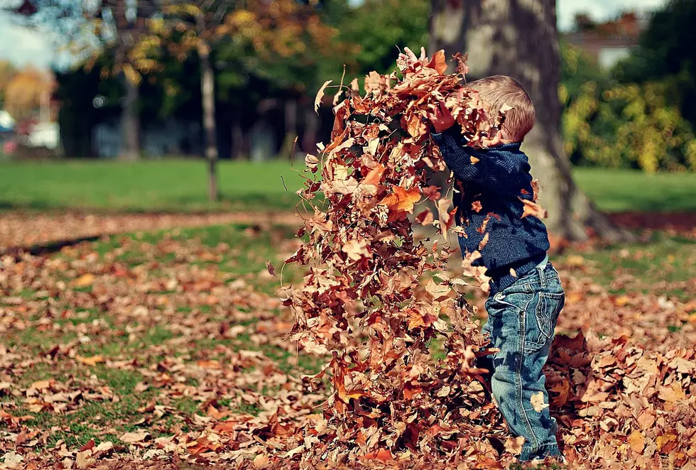 Fall To-Do List, Lawn, Garden, Leaves