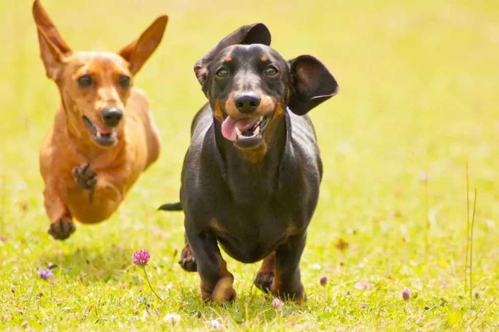 Oktoberfest Dachshund Dash Wiener Dog Races Are Still On