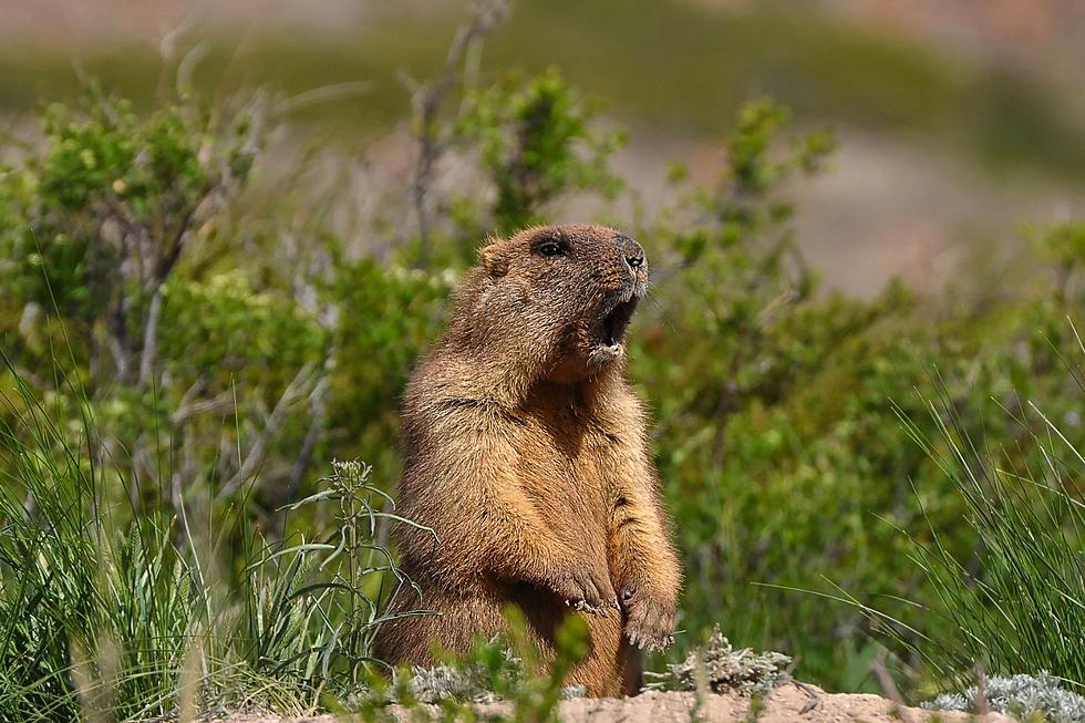 The History Behind Ground Hog Day