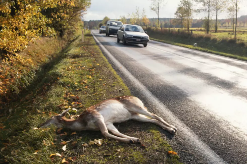 Deer is not dead after all [VIDEO]